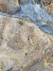 Balanomorpha
