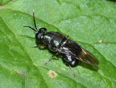 Isomerocera quadrilineata