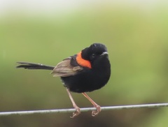 Red-Backed Fairywren photo 3