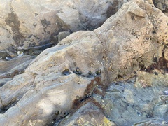 Balanomorpha