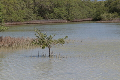 Avicennia marina