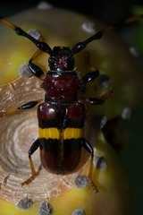 Trachyderes elegans