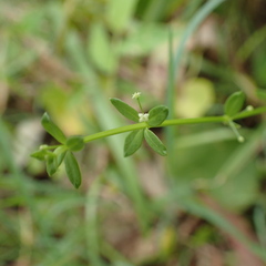 Galium propinquum