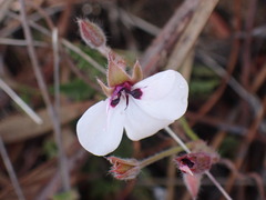 Pelargonium tricolor
