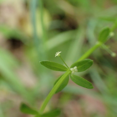 Galium propinquum