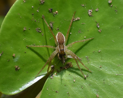 Nilus