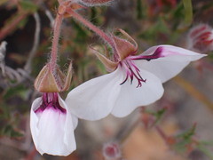 Pelargonium tricolor