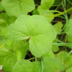 Hydrocotyle hirta