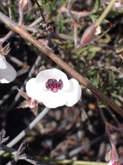 Pelargonium tricolor