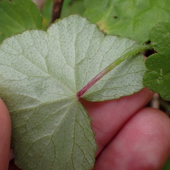 Hydrocotyle hirta