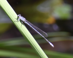 Pseudagrion kersteni