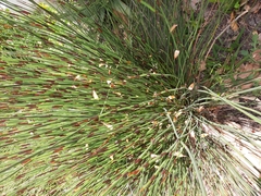 Elegia tectorum