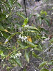 Coptosperma supra-axillare