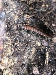 Polydesmus complanatus