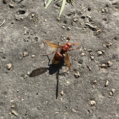 Vespa orientalis