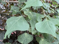 Erythrina lysistemon