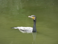 Phalacrocorax carbo