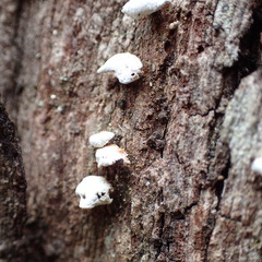 Panellus luxfilamentus