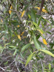 Coptosperma supra-axillare