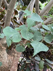 Erythrina lysistemon