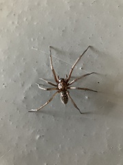 Eratigena atrica