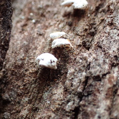 Panellus luxfilamentus
