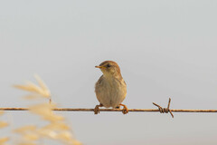 Cisticola tinniens