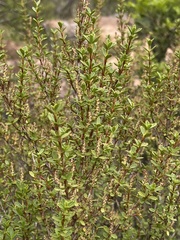 Myrothamnus flabellifolius