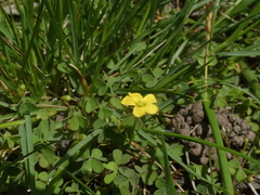 Oxalis exilis