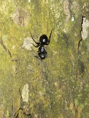 Campomyrma