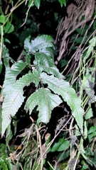 Tectaria subtriphylla