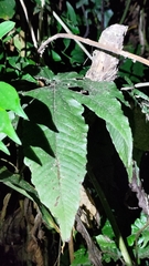 Tectaria subtriphylla