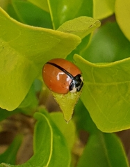 Cheilomenes propinqua