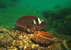 Pseudogoniistius nigripes