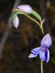 Thelymitra ixioides