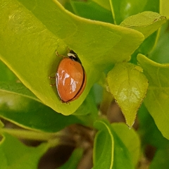 Cheilomenes propinqua