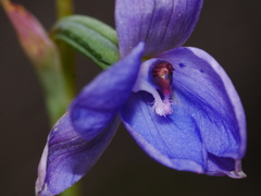 Thelymitra ixioides