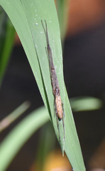 Tetragnathidae
