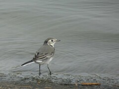 Motacilla alba alba