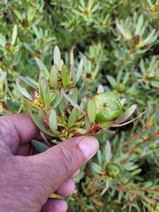 Leucadendron glaberrimum erubescens