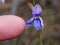 Thelymitra ixioides