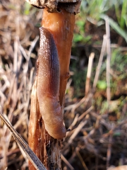 Ambigolimax valentianus