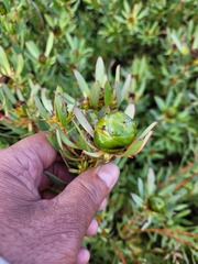 Leucadendron glaberrimum erubescens