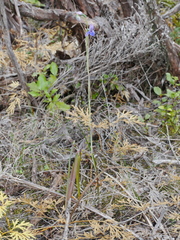 Thelymitra ixioides