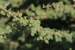 Vachellia tortilis