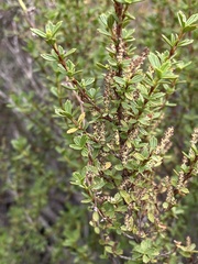 Myrothamnus flabellifolius