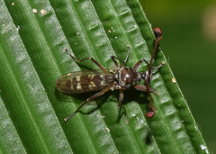 Diasemopsis