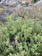Leucadendron glaberrimum erubescens