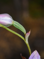 Thelymitra ixioides