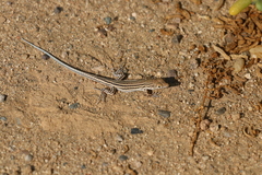 Acanthodactylus boskianus
